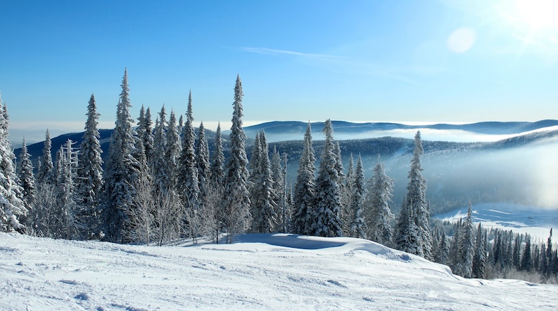 Snowy trees in the mountains in sunny weather