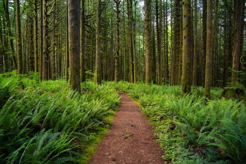 Canadian Rain Forest. Beautiful View of Fresh Green Trees in the Woods with Moss. Taken in Golden Ears Provincial Park, near Vancouver, British Columbia, Canada. Nature Background