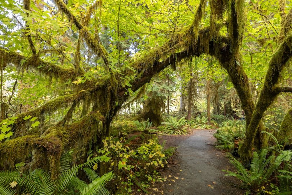 View of Hoh Rain Forest in Olympic National Park, Washington USA.